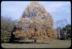Quercus Robur Golden English Oak At left: Crataegus Monogyna Arb.W.