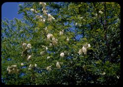 Locust blossoms Arboretum - E.