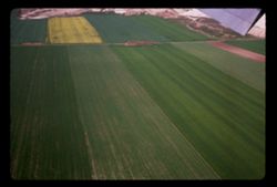 Green fields near Schwechat vienna airport