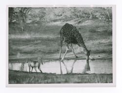 Giraffe and a baboon at a waterhole