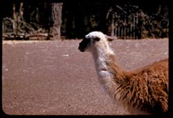 Llama Fleishhacker Zoo