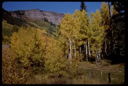 Fall colors above U.S. Hwy 550 between Durango and Silverton Colorado