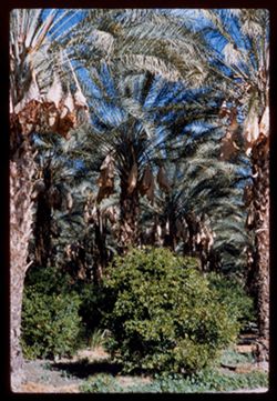 Date Palm grove near Thousand Palms