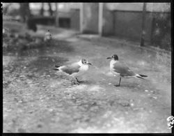 Birds in Chapultapec Zoo