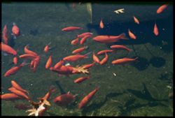 Gold Fish in Lily Pond at East Gate  White House grounds