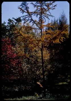 Golden larch from E. China= Arb E