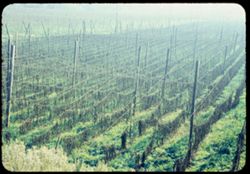 Hop vines  Sonoma county California near Russian river SW of Healdsburg