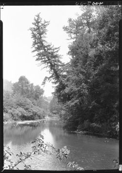 Stream (Linville River) marmon place, Pineola