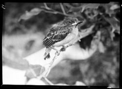 Crested flycatcher