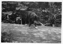 Domestic dog on a timber log