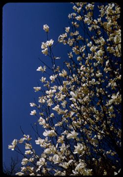 Anise Magnolia M. Salicifolia Arb. E.  Cushman
