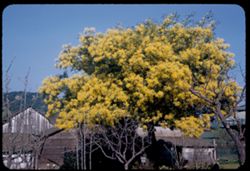 Beautiful Acacia at Sonoma California