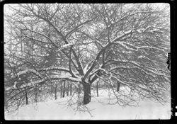Large cherry tree with snow, horiz, Smith Lewis place