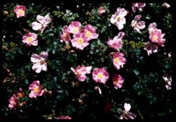 Arboretum roses  Rosa Lady Duncan