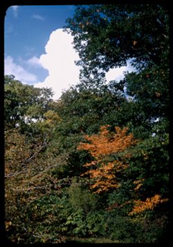 Autumn leaves and sky -Arboretum W.