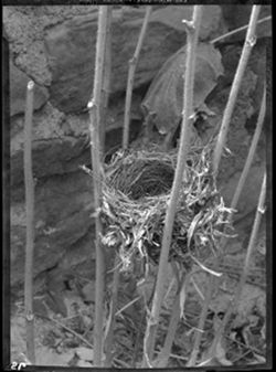 Bird's nest in hollyhocks at Tobacco Hill cabin