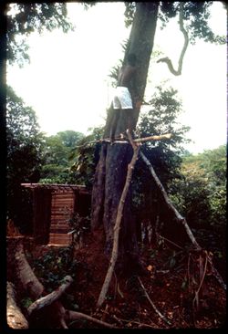 Sawyer cutting tree