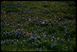 Field of wild flowers near Novato, Marin county