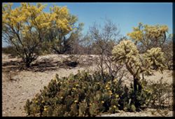 Prickly Pear Cactus, and cursed cholla=in desert in Rincon Mtns., Palo Verde in Bloom