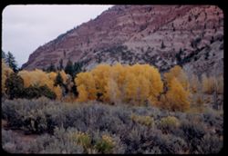 Colorado-yellow trees and red mountain along US 6 east of Eagle