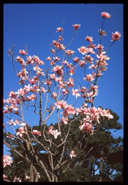 Campbell Magnolia  Strybing Arboretum