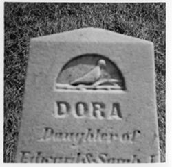 Dove on Log - Dora
