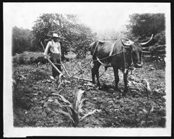 Plowing corn in southern Ohio