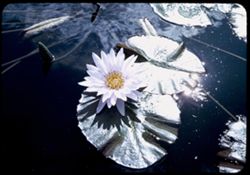 Sunburst of white pond lily. Brookfield late summer