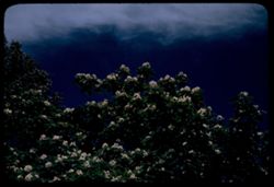 Blue sky above Catalpa blossoms
