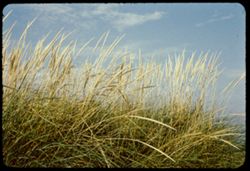 Long grass along Lake Michigan Beverly Shores, Indiana