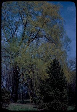 Willow and little fir  Arboretum (E) [see 446.1]