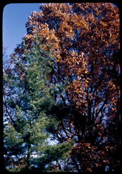 White Oak and Austrian Pine Arboretum W.