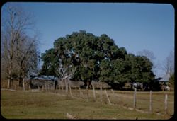A great spreading live oak between St. Martinville and Isle Labbe, La.
