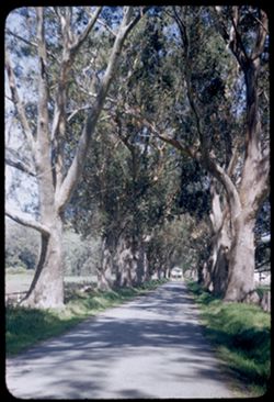 Avenue of eucalyptus along old Calif. Hwy 1 between Pescadero and San Gregoria Calif.