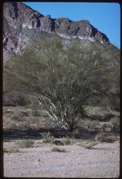A palo verde near Tucson, Ariz.