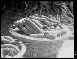 Closeup view of basket of tapioca roots