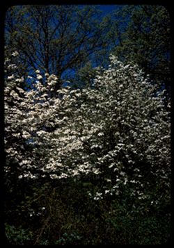 Flowering dogwood and WHITE OAK buds cornus florida