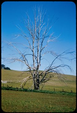 Tree near Browns Valley Napa County
