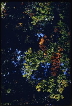 Leaves of White Oak- sunlit