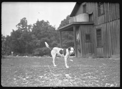 Vawter dog, spotted tail