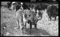 Two solid-color calves (March 28, 1913, 12 p.m. to 1 p.m.)