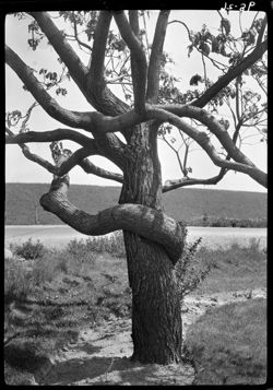 Snake tree, Culver