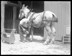 Shoeing mule