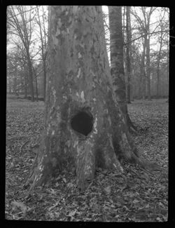Sycamore tree in Schildmeier's woods, hole in trunk