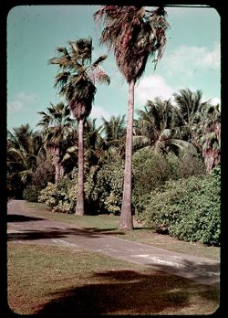 J-0= Palms in Bay Front Park