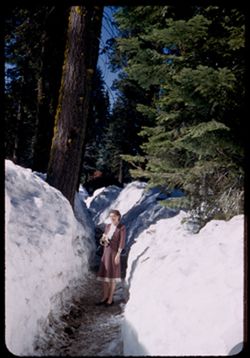 Path through high snow pack  - in the high Sierra Nevada. Sequoia Nat'l Park.