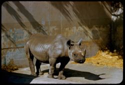 Midget Rhinoceros Fleishhacker Zoo