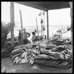 Teresa Harbor, showing pile of fish (cod)