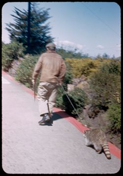 Oldster with pet raccoon.   Telegraph Hill, San Francisco.