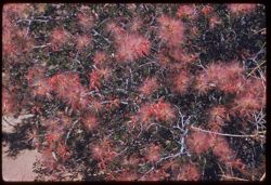 Desert flowers along US in vicinity of Quartzsite, Arizona